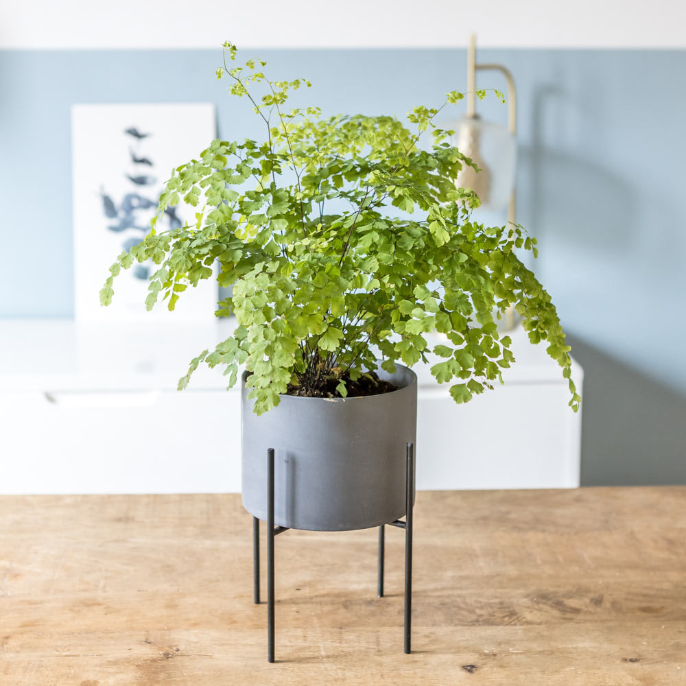Fougère Adiantum ou Capillaire sans cache-pot D13