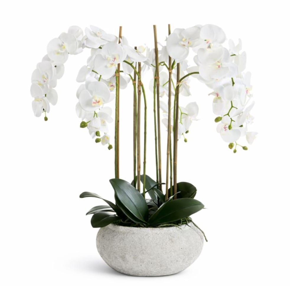 Flowers and plants
