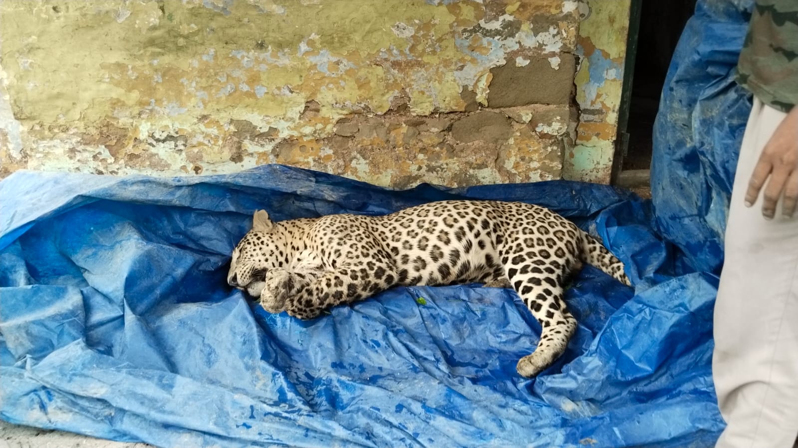 यहां मृत अवस्था में मिला गुलदार